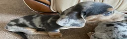 Dachshund dogs for sale: Gorgeous dachshund puppies deposit secure  - Advert 16