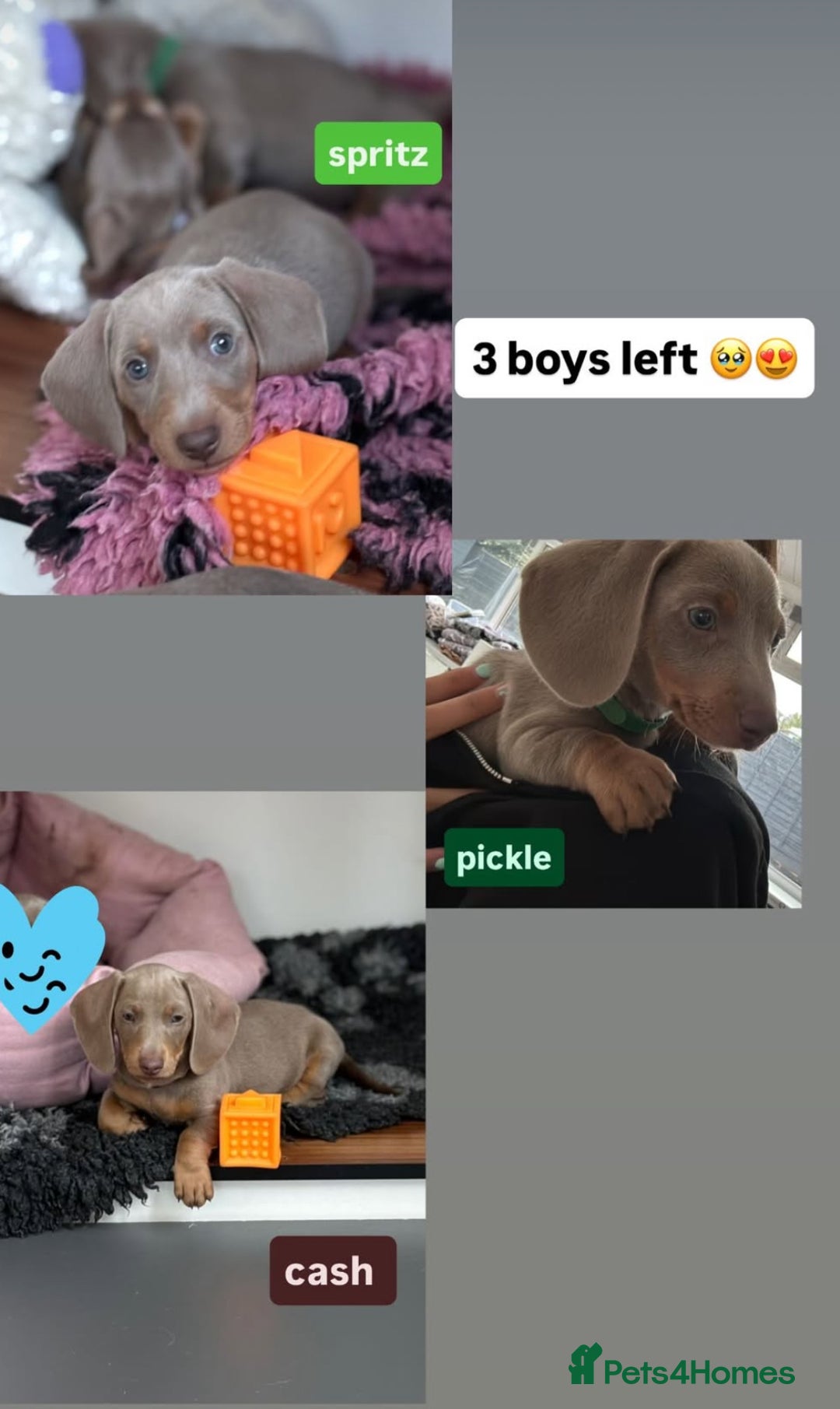 Miniature Dachshund dogs for sale: Isabella & tan miniature smoothcoat daschunds - Image 4