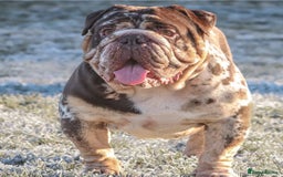 Dorset Olde Tyme Bulldogge dogs for stud: Limited Availability  Proven Bulldog Stud Services - Image 3