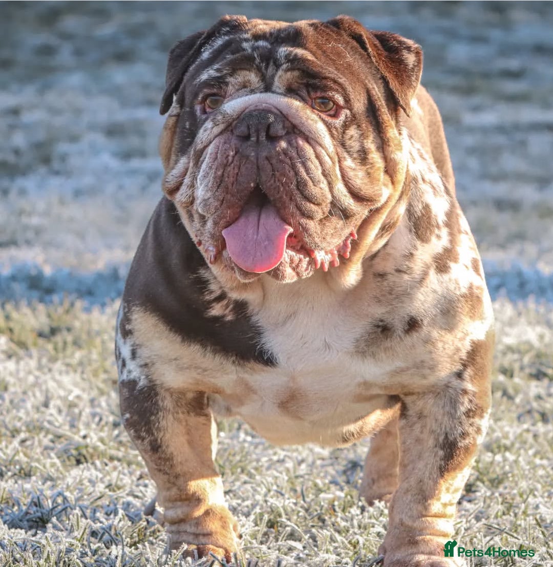 Dorset Olde Tyme Bulldogge dogs for stud: Limited Availability  Proven Bulldog Stud Services - Image 3