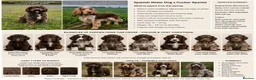 Mixed Breed dogs for sale: Spanish Water dog x Show Cocker Spaniel in Cromer - Advert 6