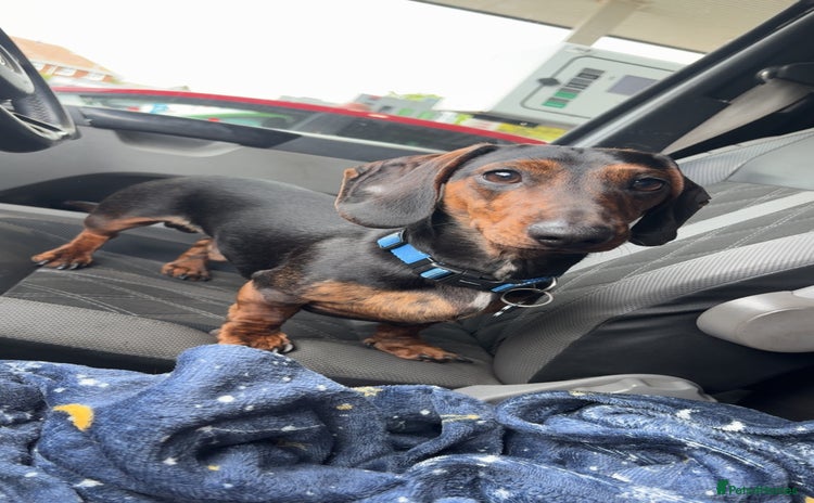 Dachshund dogs - Advert 1