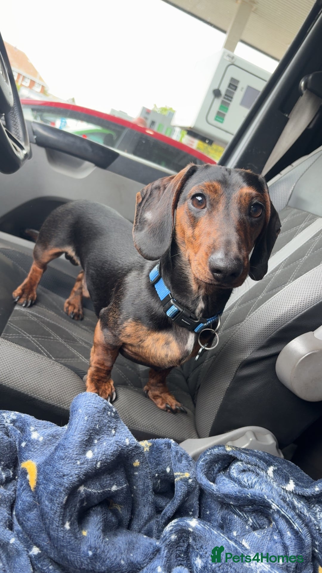 Dachshund dogs for stud: STUD - smooth haired brindle (black+tan) dachshund - Advert 1