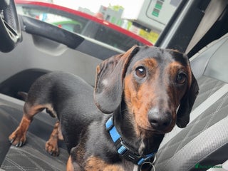 Dachshund dogs - Advert 1