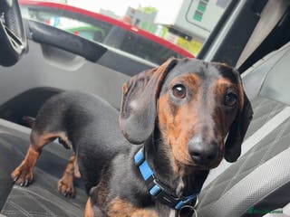 Dachshund dogs STUD - smooth haired brindle (black+tan) dachshund - Advert 17