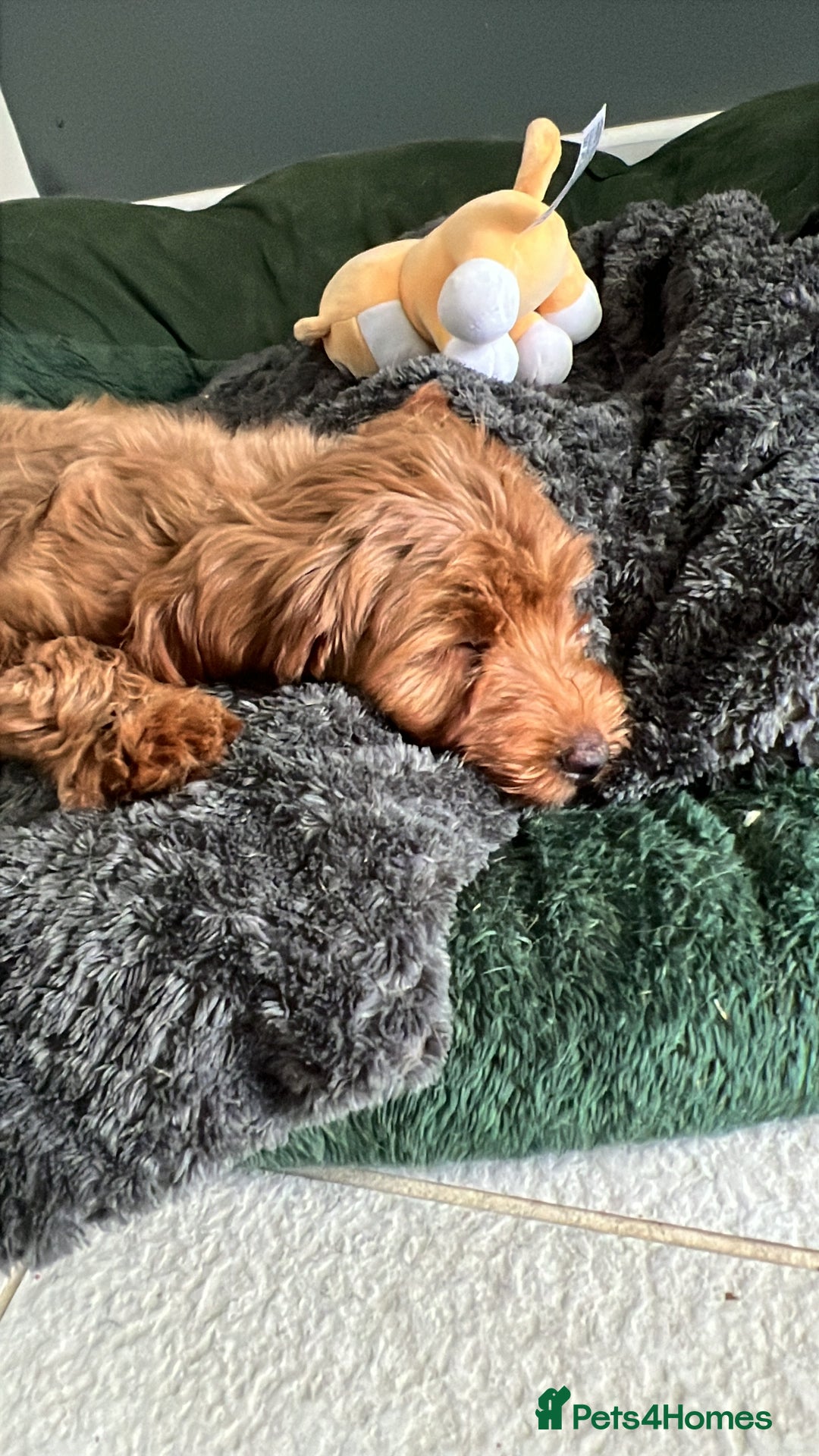 Mixed Breed dogs for sale: Cockapoo  - Advert 3