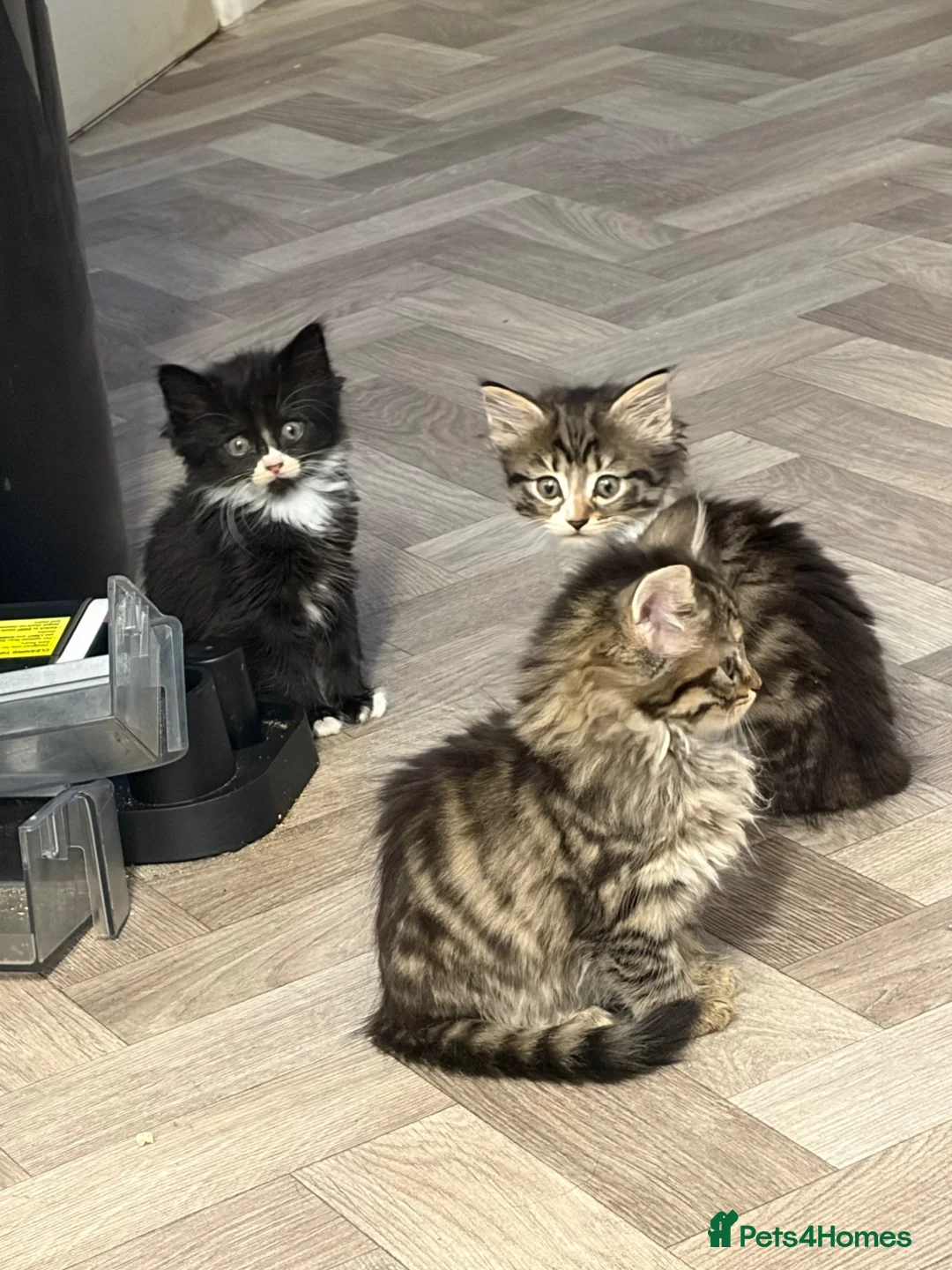 Mixed Breed cats for sale: Long Haired Kittens - Advert 2
