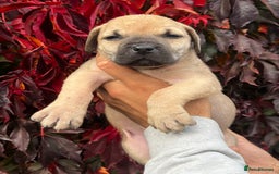 Presa Canario dogs for sale: 🏆UKC Pedigree Champion blood Presa Canario pups🏆 - Image 10