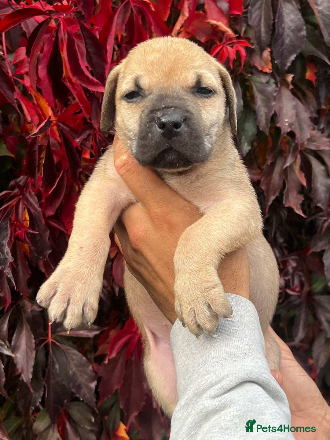 Presa Canario dogs for sale: 🏆UKC Pedigree Champion blood Presa Canario pups🏆 - Image 10
