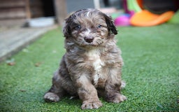 Bordoodle dogs for sale: Gorgeous Bordoodles 🤎 - Image 1