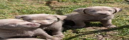 Labrador Retriever dogs for sale: Gorgeous Silver Labrador Puppies - home reared  - Advert 1