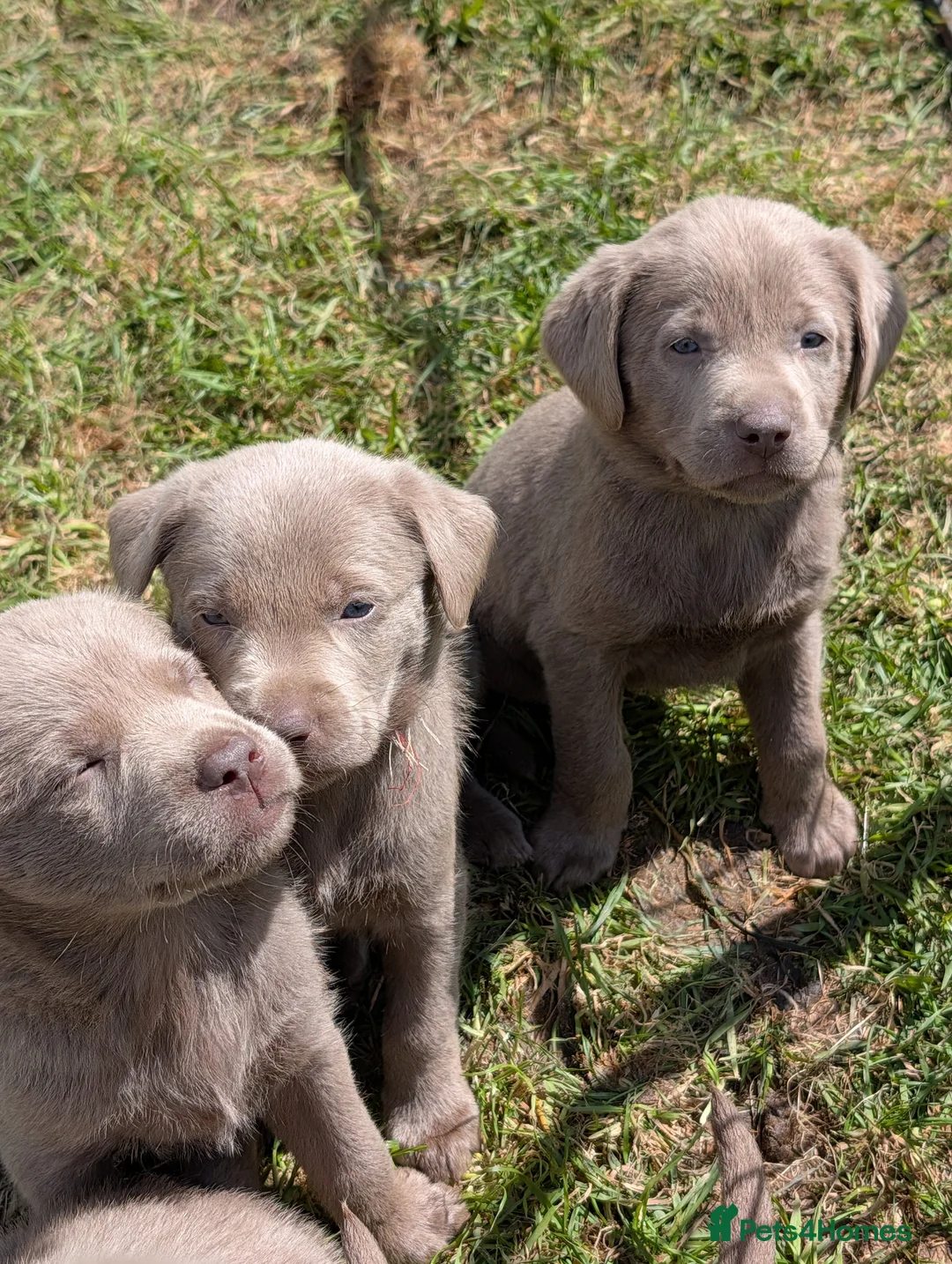 Labrador Retriever dogs for sale: Gorgeous Silver Labrador Puppies - home reared  - Advert 1