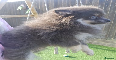 Pomeranian dogs - Advert 2