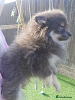 Pomeranian dogs - Advert 1