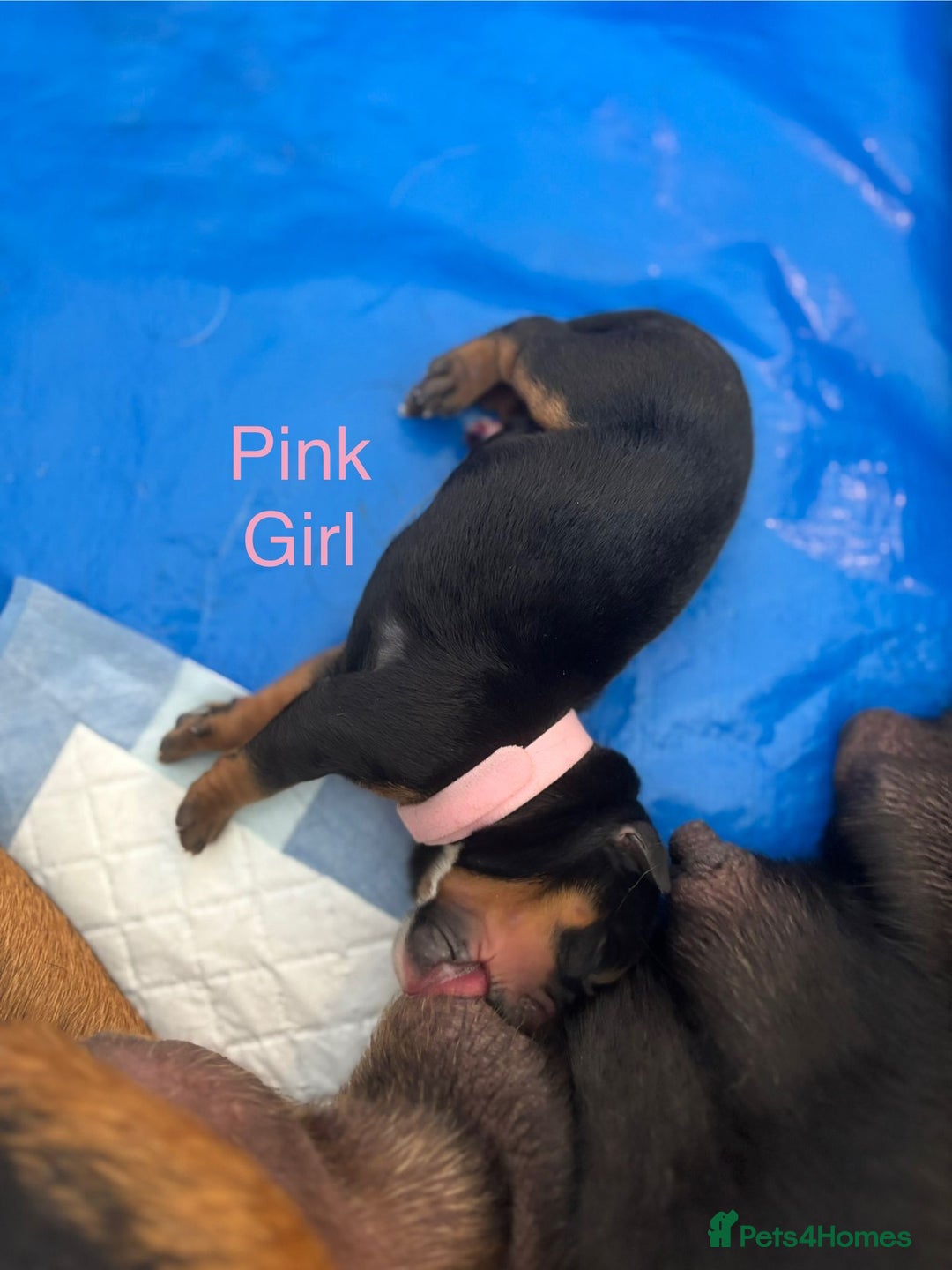 Rottweiler dogs for sale: Rottweiler puppies - Image 8