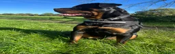 Rottweiler dogs for stud: ⭐️KAGE⭐️ - Advert 20