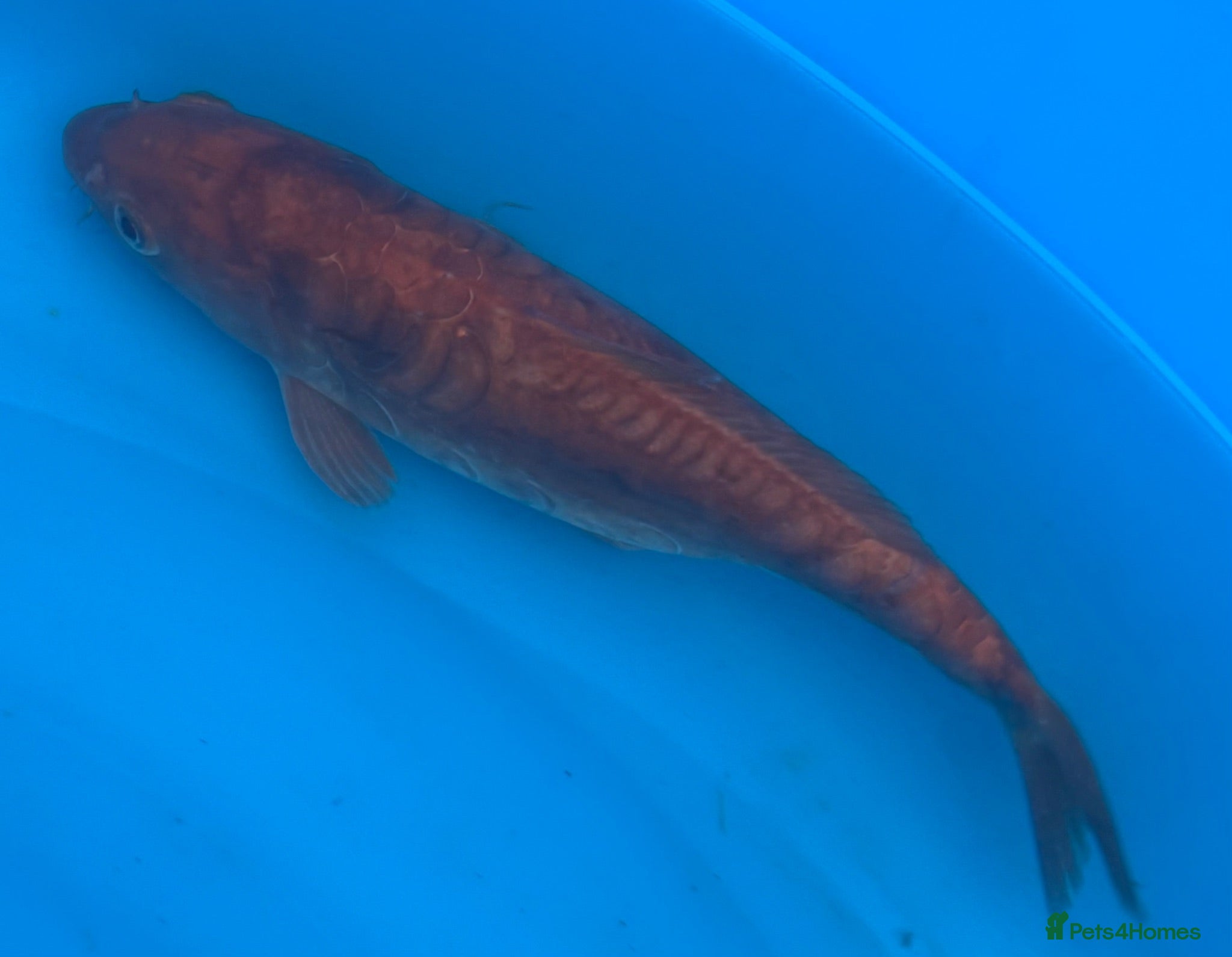 Koi Carp fish koi carp for sale  - Advert 18