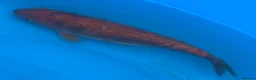 Koi Carp fish for sale: Two koi carp for sale  in Northampton - Advert 3