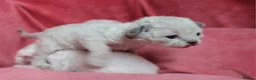 Devon Rex cats for sale: Pedigree Devon Rex Kittens - Advert 15