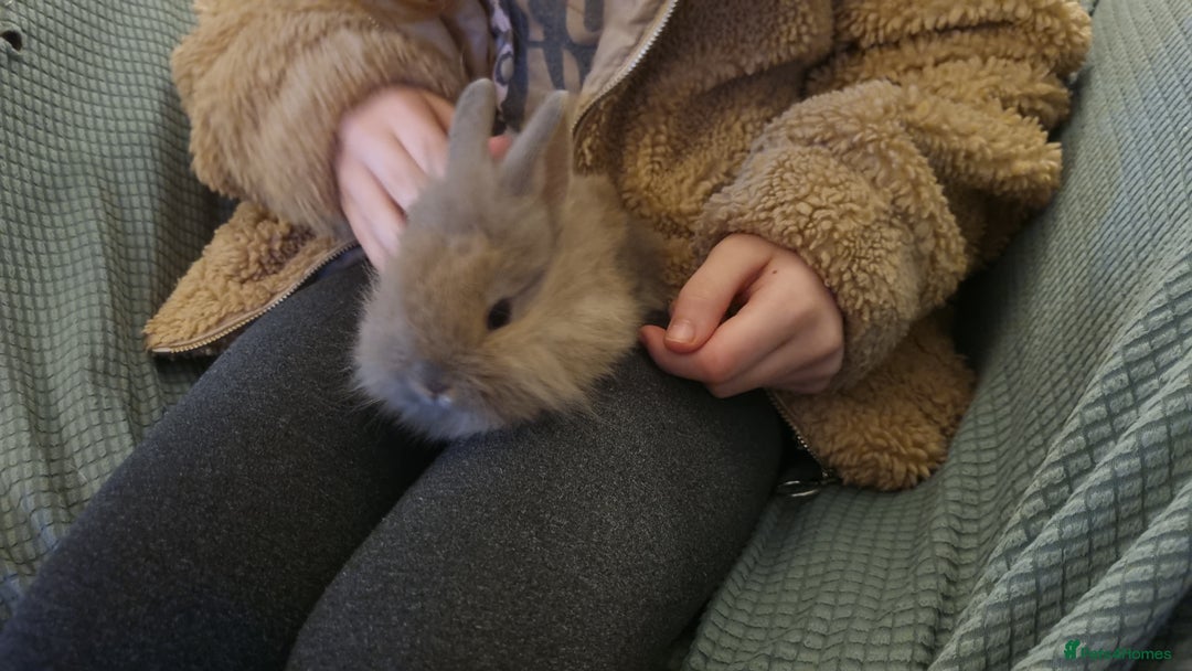 Lionhead rabbits for sale: Lionhead bunnies - Advert 5