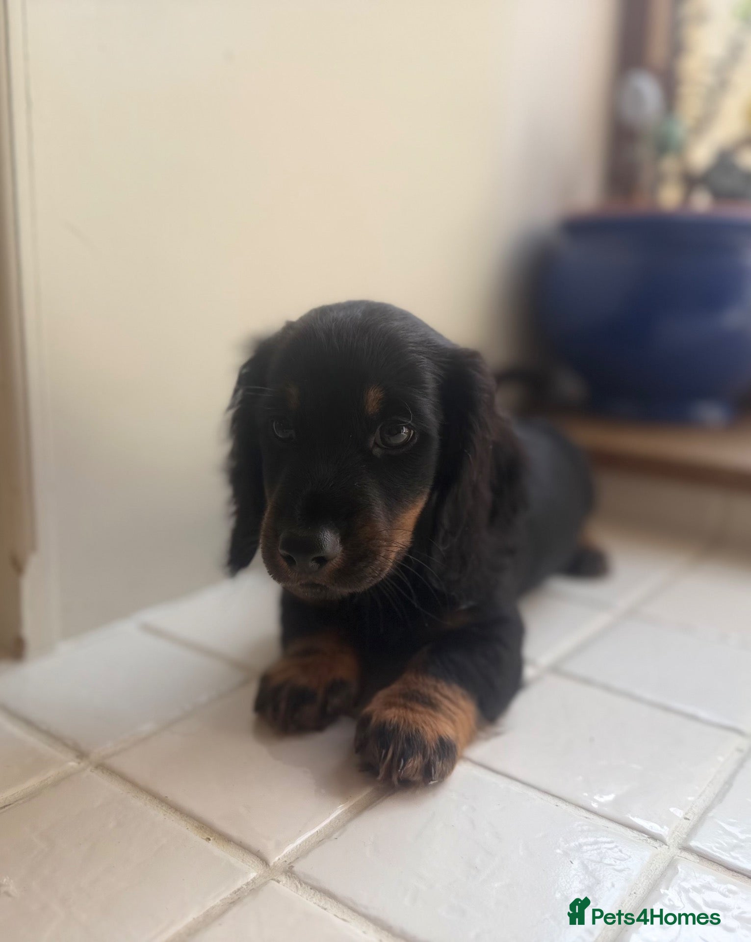 Miniature Dachshund dogs REDUCED Stunning Miniature Dachshunds  - Advert 2