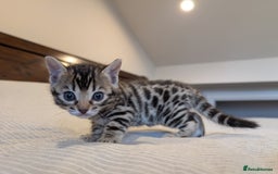 Bengal cats for sale: 🖤🤎 Gorgeous Bengal Kittens 🤎🖤 - Image 13