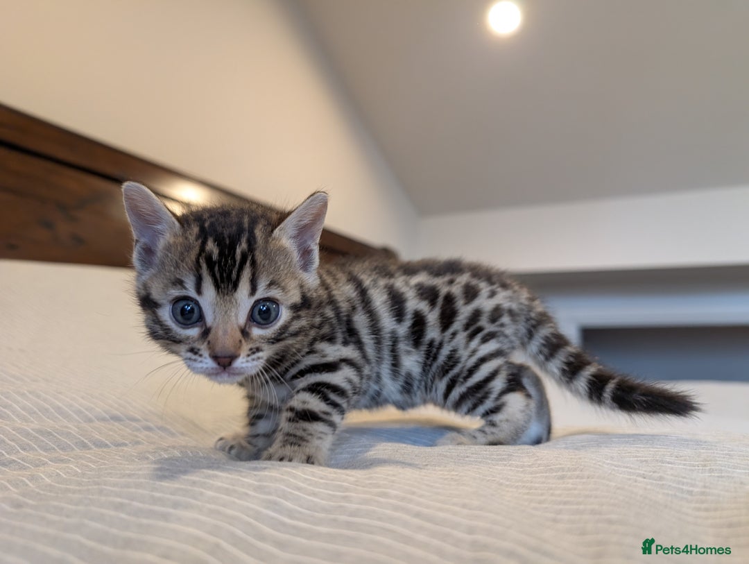 Bengal cats for sale: 🖤🤎 Gorgeous Bengal Kittens 🤎🖤 - Image 13