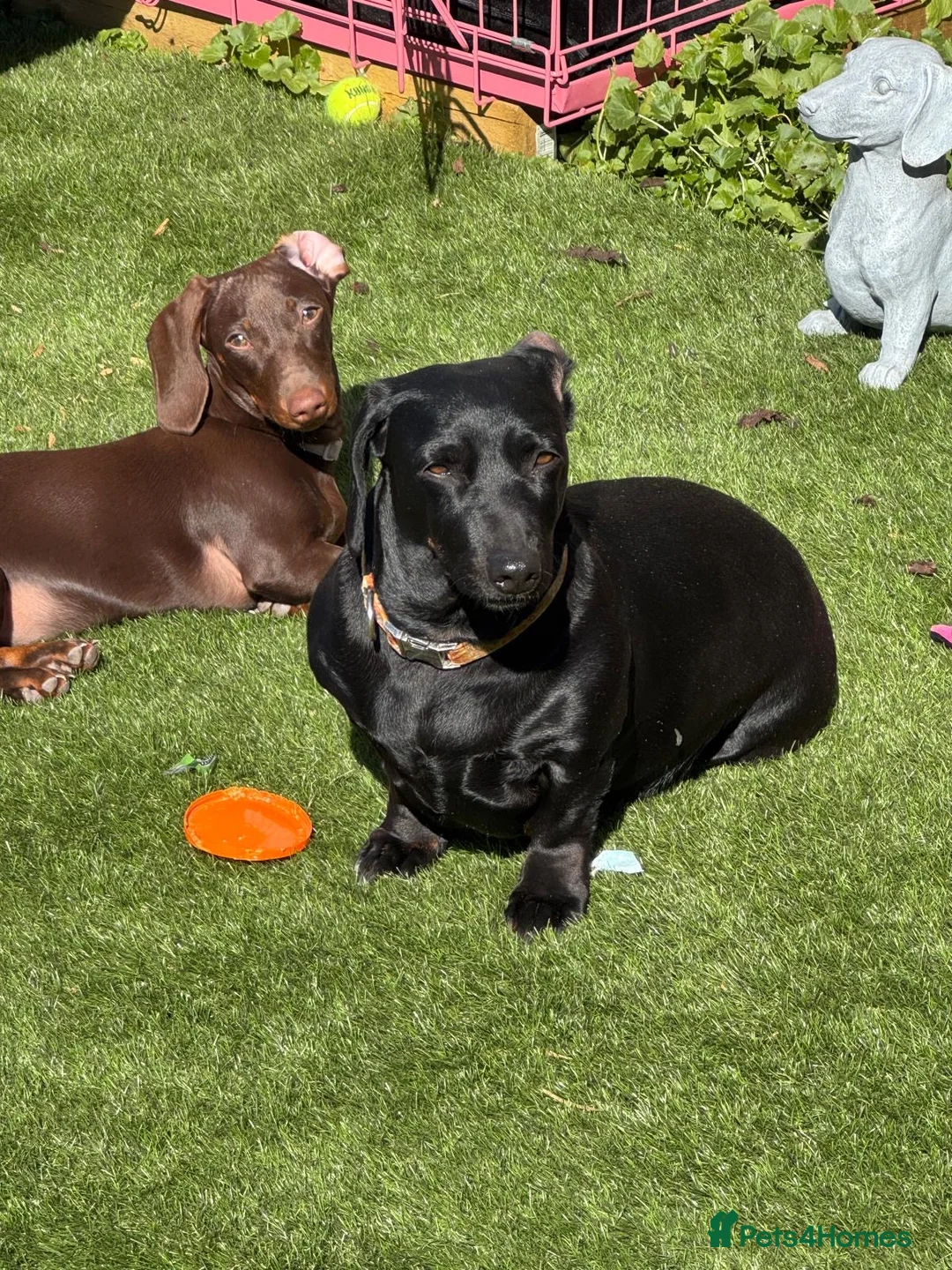 Miniature Dachshund dogs for sale: Looking for new home  - Advert 4