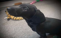 Mixed Breed dogs for sale: Docker puppy’s  - Image 12