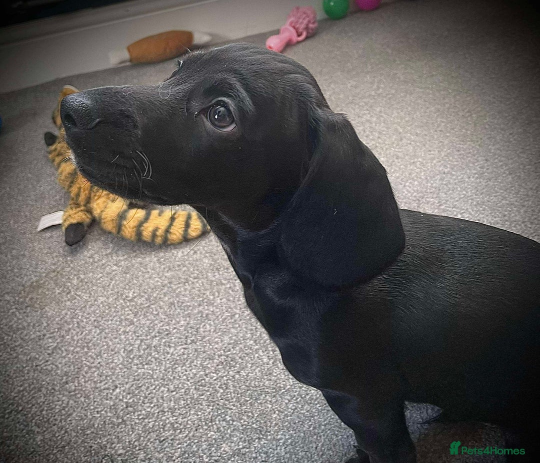 Mixed Breed dogs for sale: Docker puppy’s  - Image 12