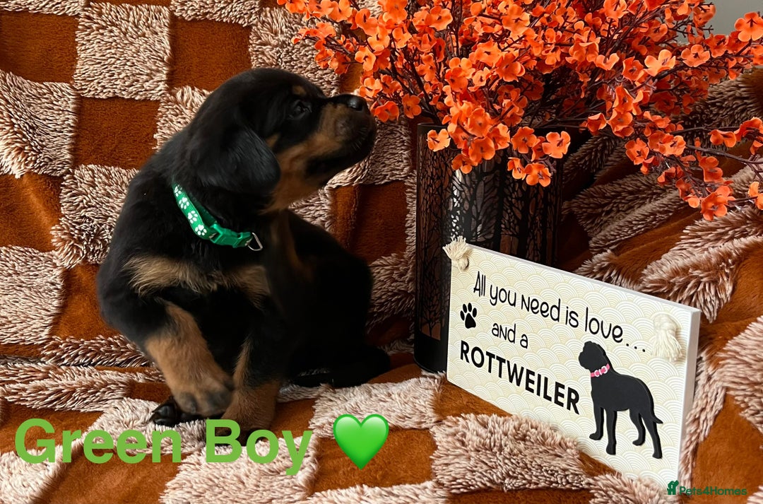 Rottweiler dogs for sale: The best of the best Rottweilers  - Image 6