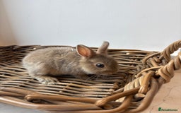 Netherland Dwarf rabbits for sale: 3x boy baby bunnies for sale  - Image 2