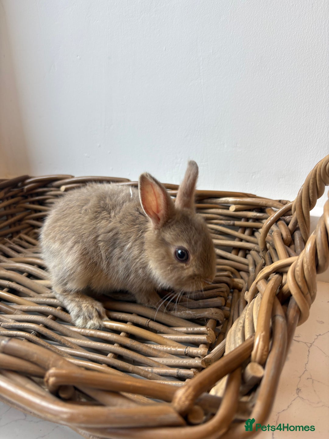 Netherland Dwarf rabbits for sale: 3x boy baby bunnies for sale  - Image 2