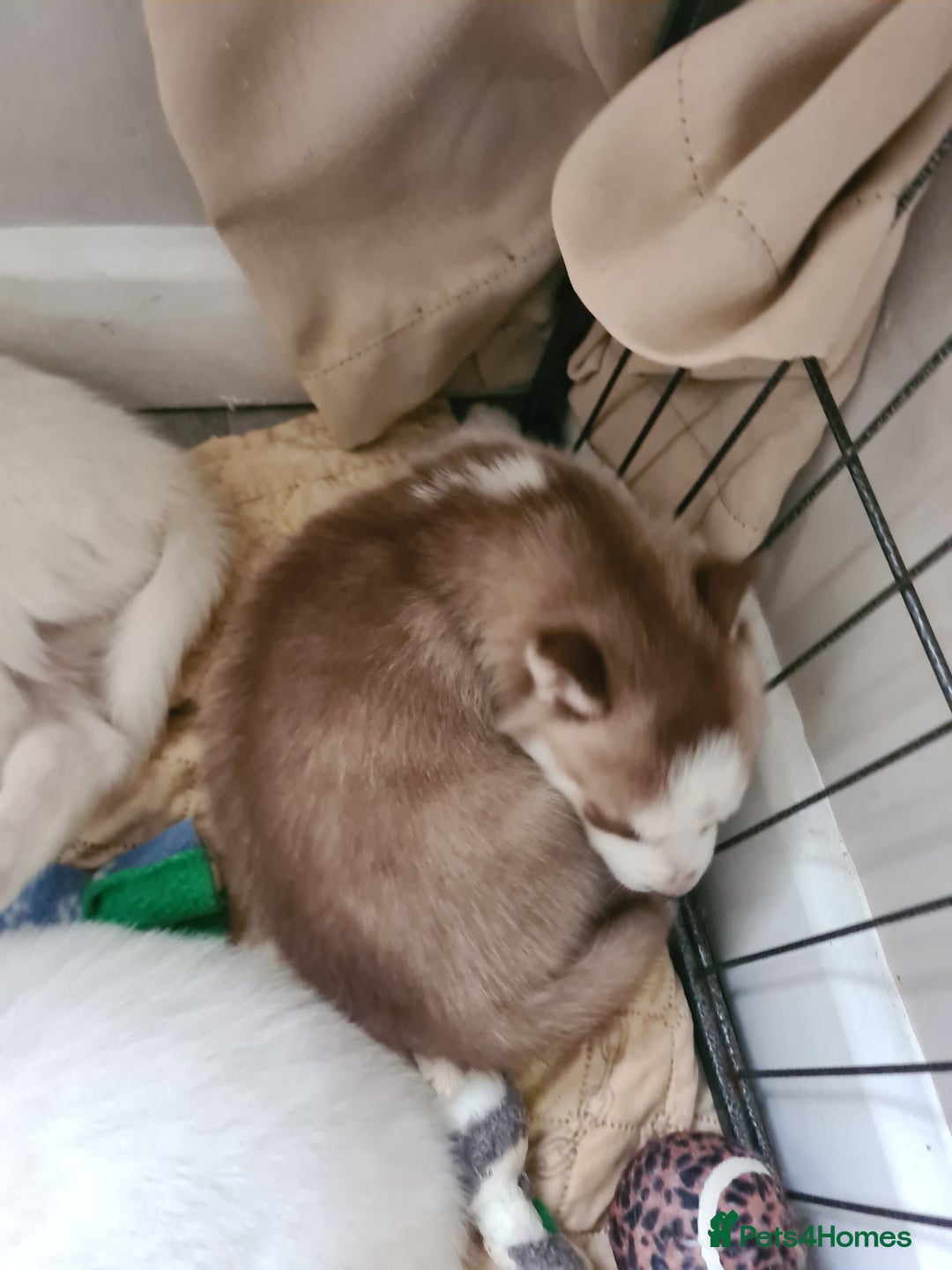 Siberian Husky dogs for sale: Husky puppies - Image 5