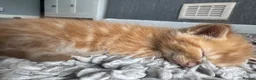 Mixed Breed cats for sale: 8 stunning kittens  - Advert 12