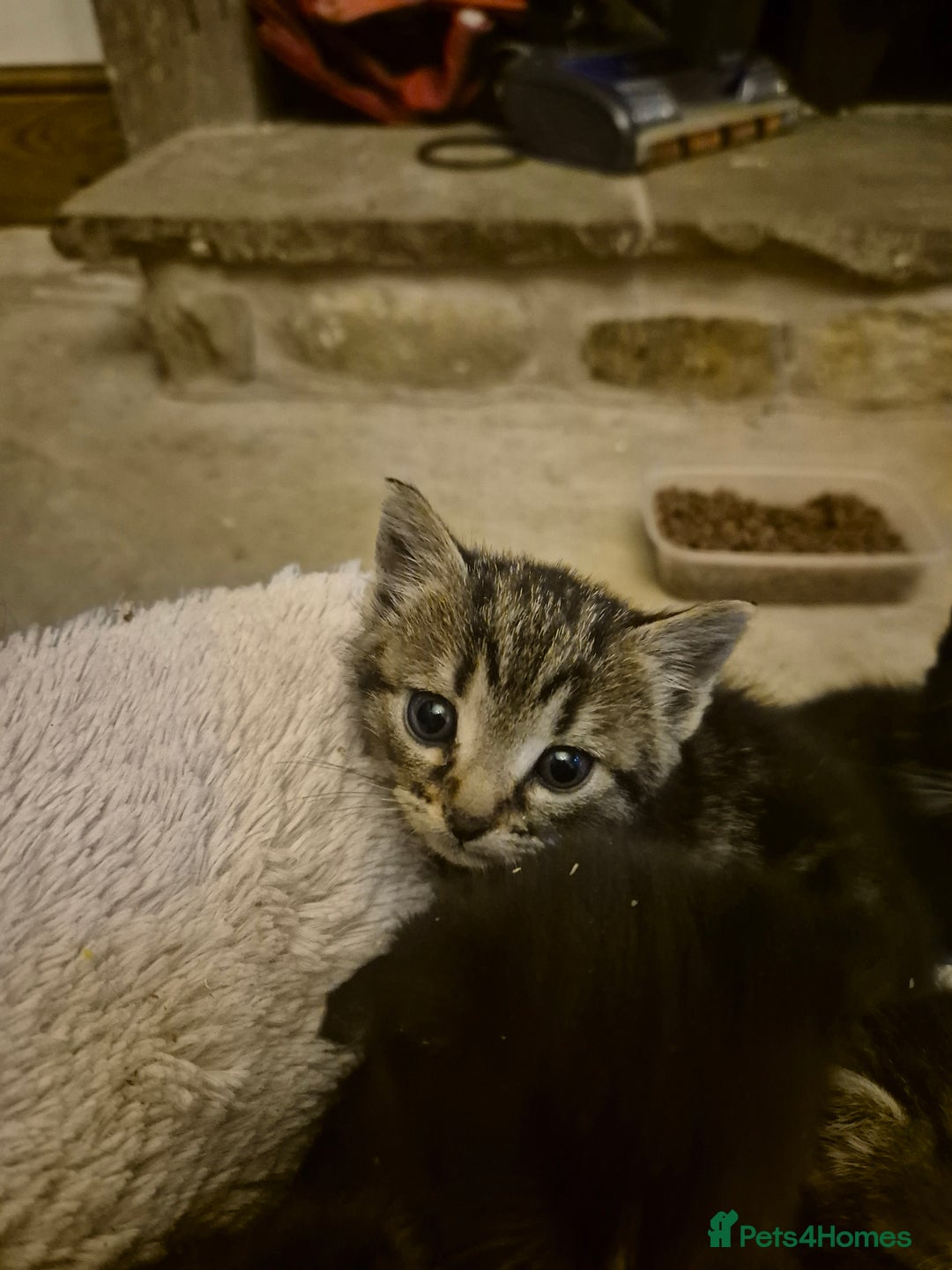 Mixed Breed cats for sale: Beautiful Kittens looking for forever homes  - Image 9