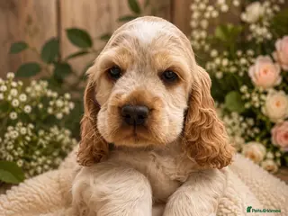 Cocker Spaniel dogs ✨KC Show Cocker Girl – Unexpectedly available ✨ - Advert 5