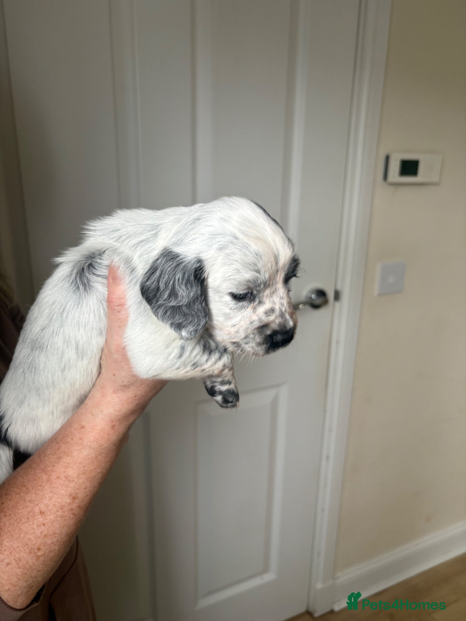 Cocker Spaniel dogs Cocker spaniel puppies  - Advert 3