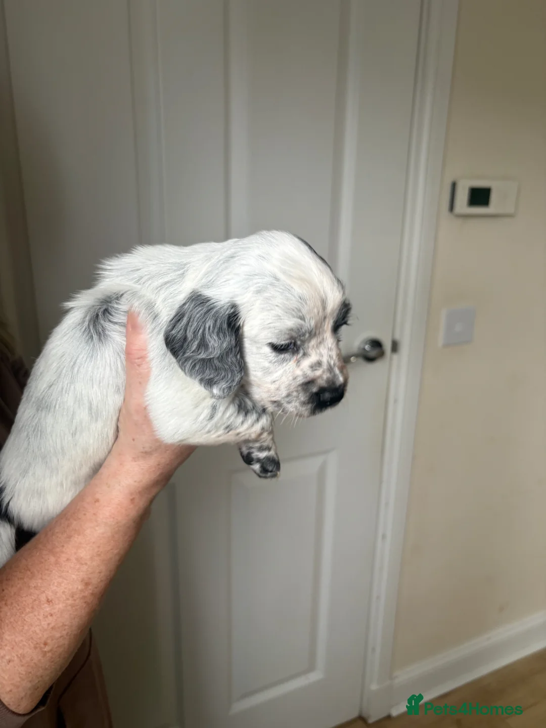 Cocker Spaniel dogs for sale: Cocker spaniel puppies  in Roslin - Advert 1