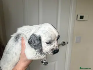 Cocker Spaniel dogs Cocker spaniel puppies - Advert 3