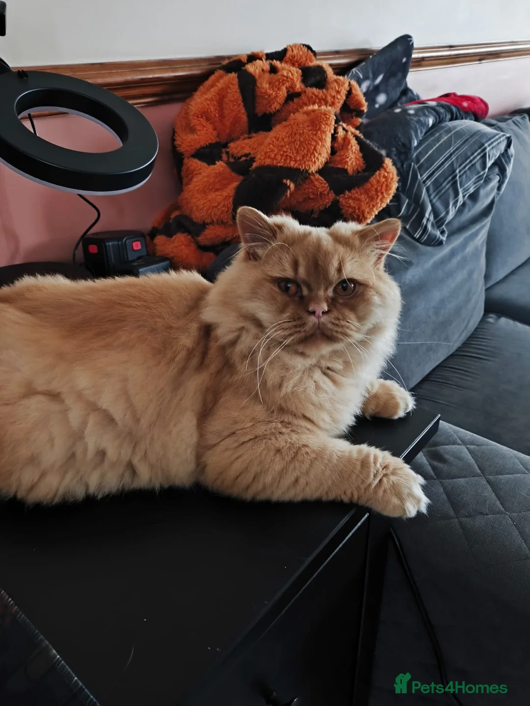 British Longhair cats for stud: Proven red British Longhair boy GCCF /TICA  - Advert 2