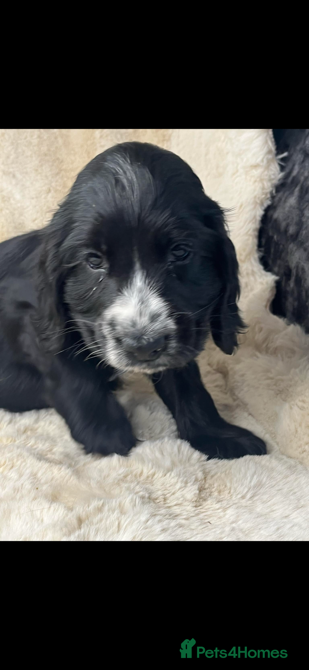 Cocker Spaniel dogs for sale: Health tested cocker spaniel puppies  - Advert 20