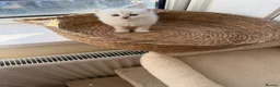 Scottish Fold cats for sale: Scottish Fold & Straight Kittens – Blue Eyes - Advert 13