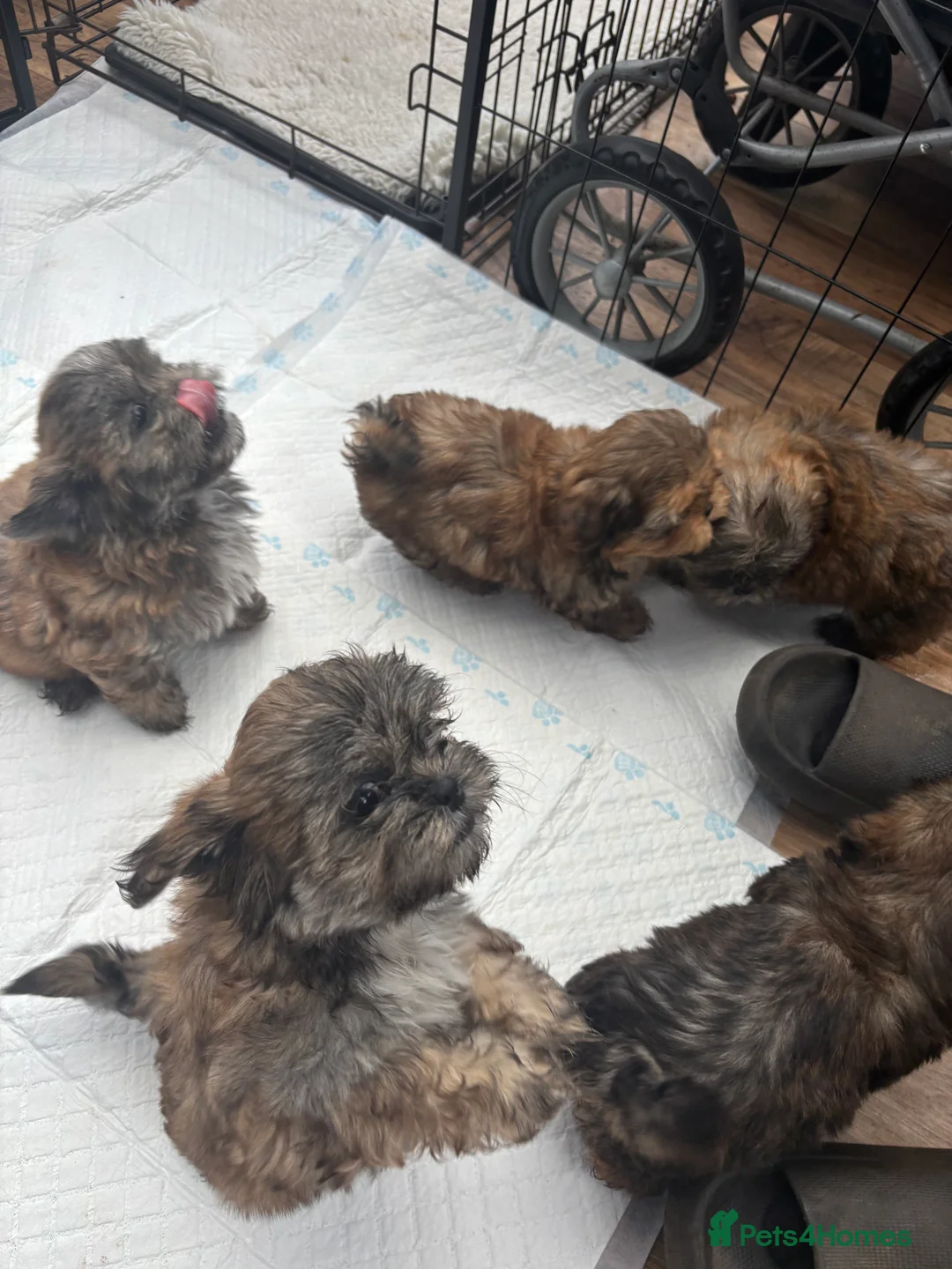 Shih Tzu dogs for sale: Adorable Puppies Looking for Their Forever Homes  - Advert 1