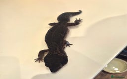 Leopard Gecko reptiles for sale: Male Black Night Leopard Gecko - Image 2