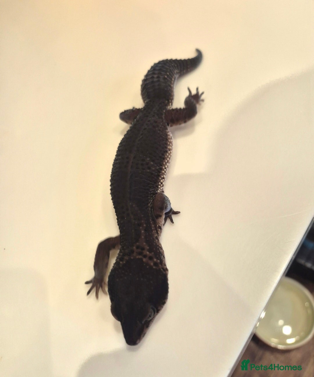 Leopard Gecko reptiles for sale: Male Black Night Leopard Gecko - Image 2