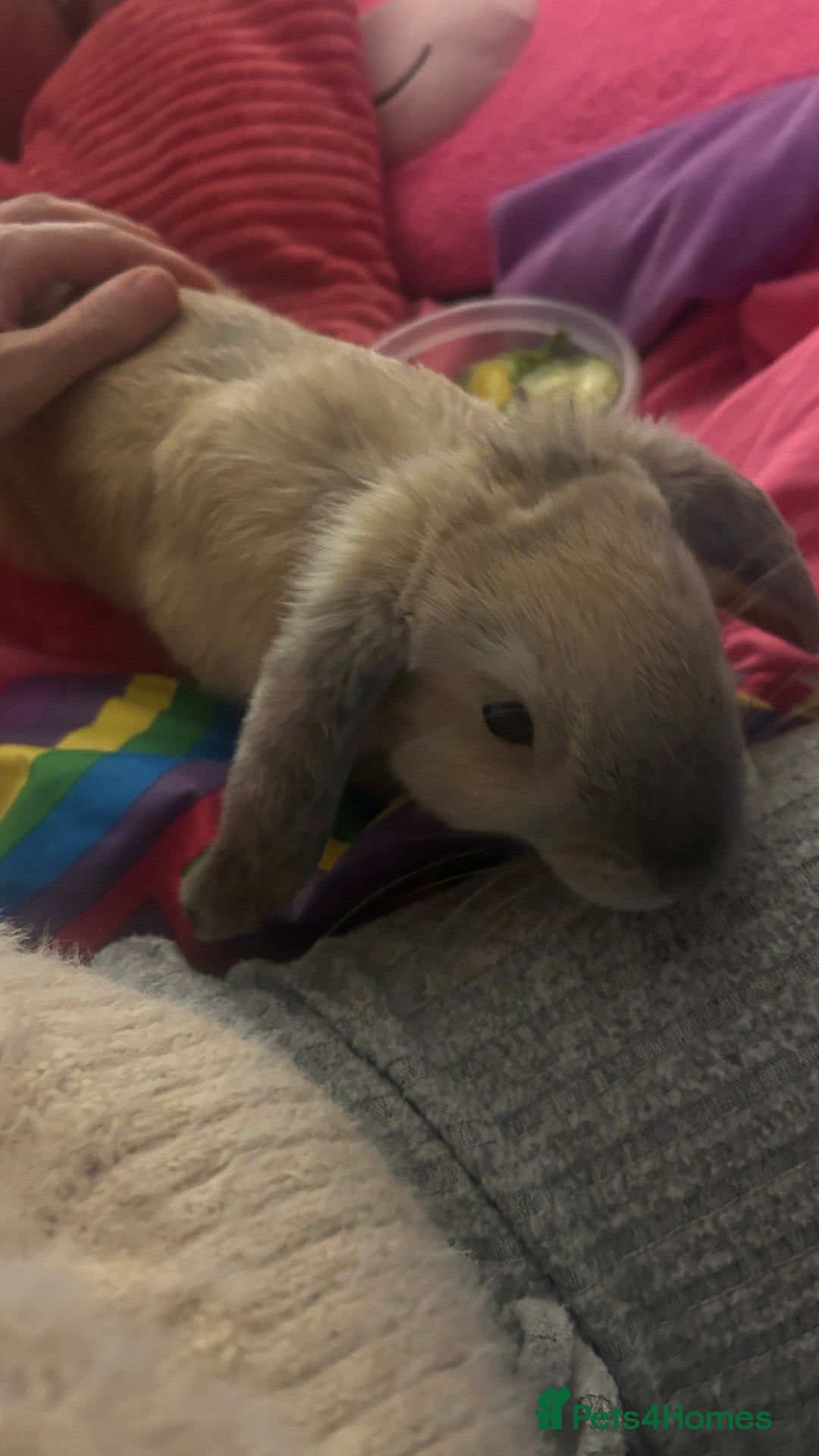 Mixed Breed rabbits for sale: Beautiful Sweetest Little Baby Girl Bunny - Advert 2
