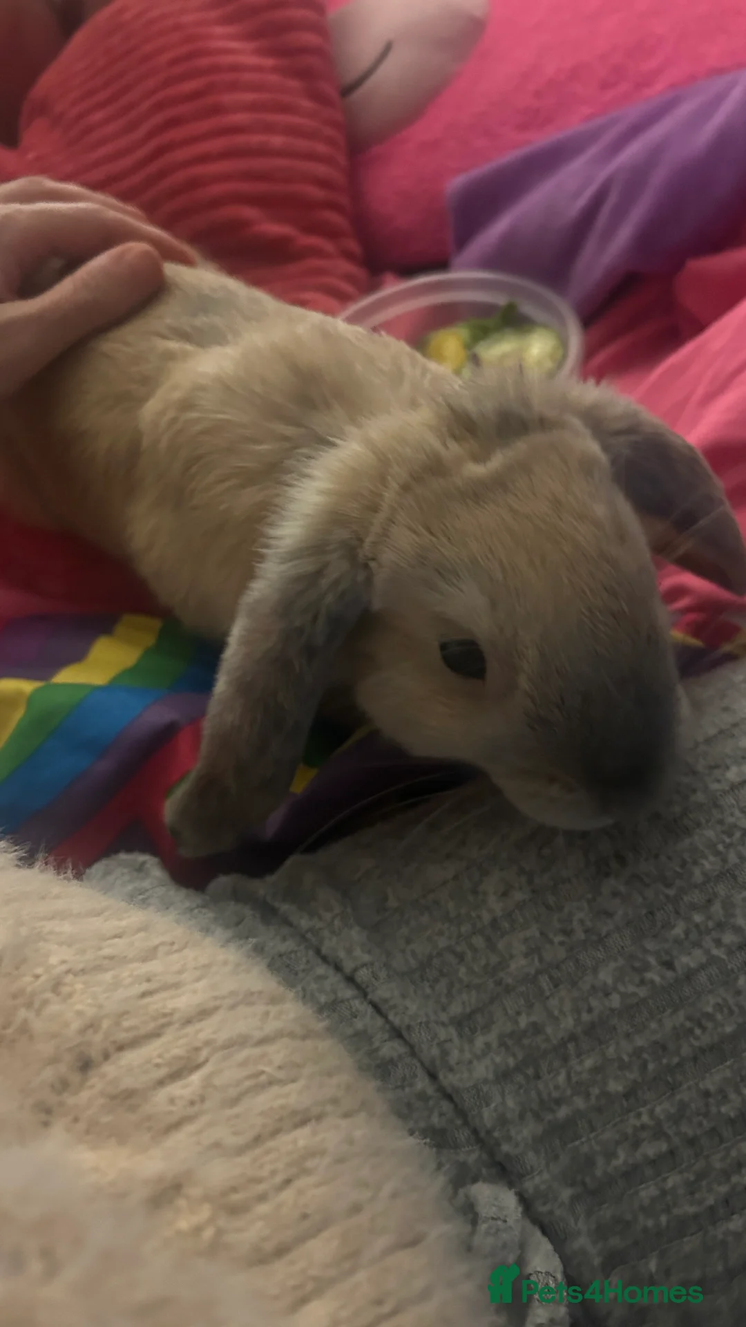 Mixed Breed rabbits for sale: Beautiful Sweetest Little Baby Girl Bunny - Advert 2
