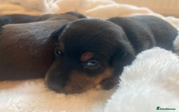 Jack Russell dogs for sale: Miniature Jack Russells  - Image 5