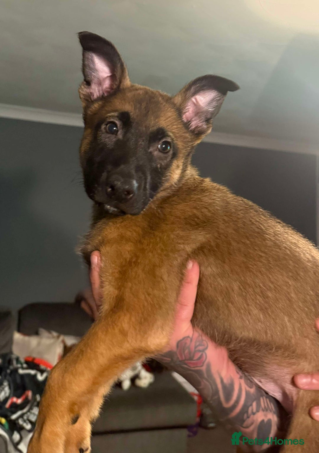 Belgian Shepherd Dog dogs for sale: 2 male puppies  - Advert 2